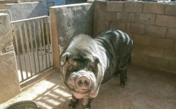 大黑猪是哪些品种杂交培育而成的？