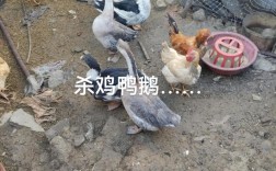 青蛙与白鹅混养，技术要点有哪些？