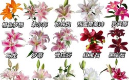 百合花有哪些常见品种？