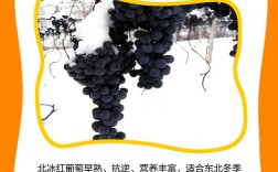 北冰红葡萄品种究竟好不好？