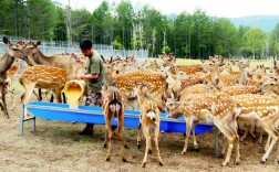 梅花鹿价格行情现在怎么样？