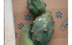 黑色仙人球有哪些品种？