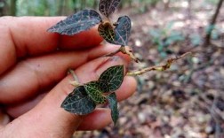 金线莲品种有哪些？