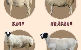 肉用羊有哪些品种图片