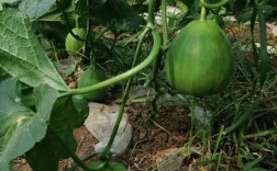 哪些大棚吊蔓甜瓜品种最优良？