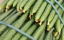 日光温室大棚黄瓜品种怎么选？