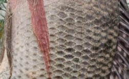 罗非鱼最后品种指什么？现存还是灭绝？