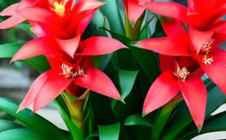 鸿运当头花卉有哪些品种？