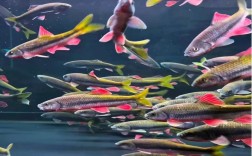 光唇鱼池塘养殖技术规范如何科学应用？