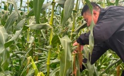 水果玉米怎么种？视频教你关键技术！