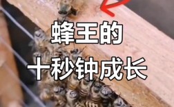 养蜂育王技术完整版核心要点是什么？