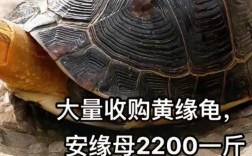 2025年9月安缘龟价格会涨还是跌？