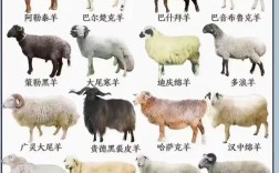 羊品种大全秒读百科