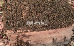 如何快速培育中蜂强群？