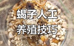 方程蝎子养殖技术视频，如何高效掌握？