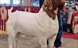 什么品种的山羊长得最快？