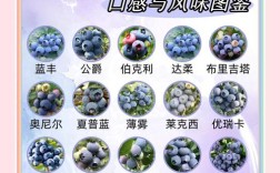 哪种蓝莓品种最好？