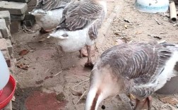 哪些鹅品种最适合养殖？