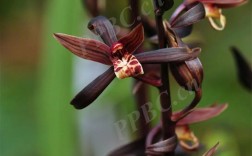 墨兰有哪些常见品种？