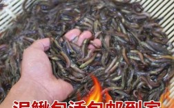湖南优质台湾泥鳅苗价格多少？