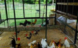 土鸡养殖技术视频怎么搭鹏？