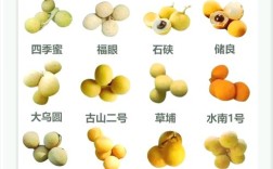 龙眼的品种有哪些图片