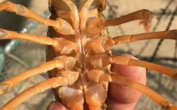 重庆小龙虾苗批发价多少钱一斤？