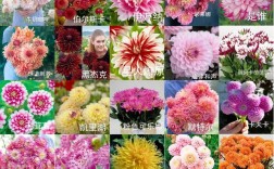 大丽花品种名称与图片如何对应？