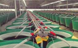 无光养殖水蛭，如何保证生长与存活？