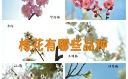 即香又好看的梅花品种有哪些？