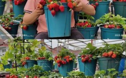 南方无土种植草莓，关键技术有哪些？