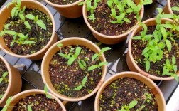 大西红柿种植技术视频，关键点在哪？