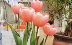 郁金香哪个品种能复花？