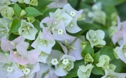 三角梅花品种多，哪种花色最艳丽？