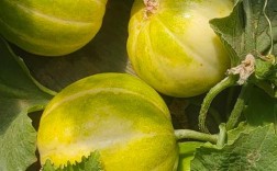 凌海香瓜哪个品种最值得种？