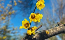 腊梅什么品种好？选购指南看这里！