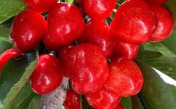 哪种大樱桃品种最好吃？