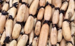 哪些是耦的高产品种？