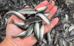 加州鲈鱼人工繁殖技术关键点在哪？