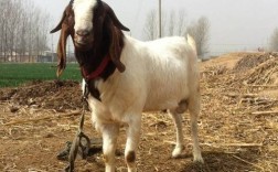 哪里买波尔山羊价格低？