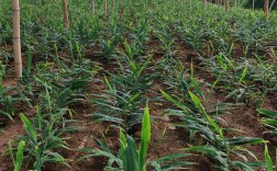 南方生姜种植有哪些关键技术？