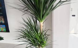 家养龙血树具体是哪个品种？