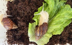 云南白玉蜗牛养殖技术