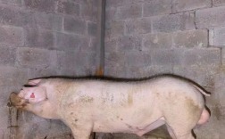 本地白猪是什么品种？