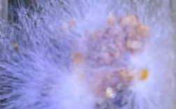 生物絮团技术如何高效培养目标菌类？