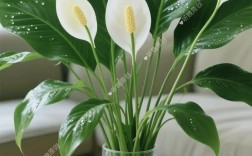 一帆风顺的品种分类