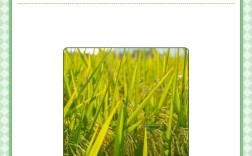 龙粳56水稻品种有何特性与优势？