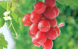 红色葡萄品种有哪些？