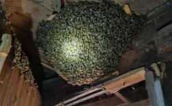 中华蜜蜂品种培育现状