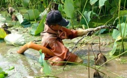 莲藕套养泥鳅，技术要点有哪些？